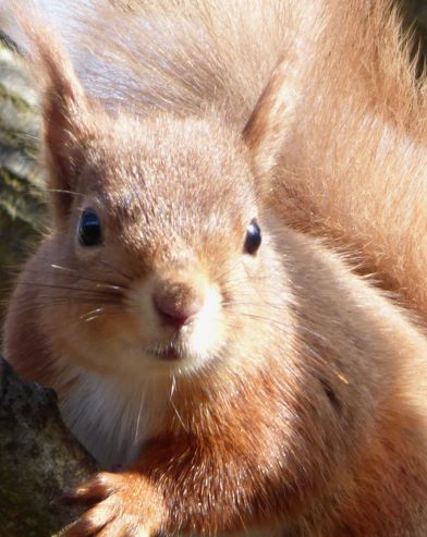 A Red Squirrel