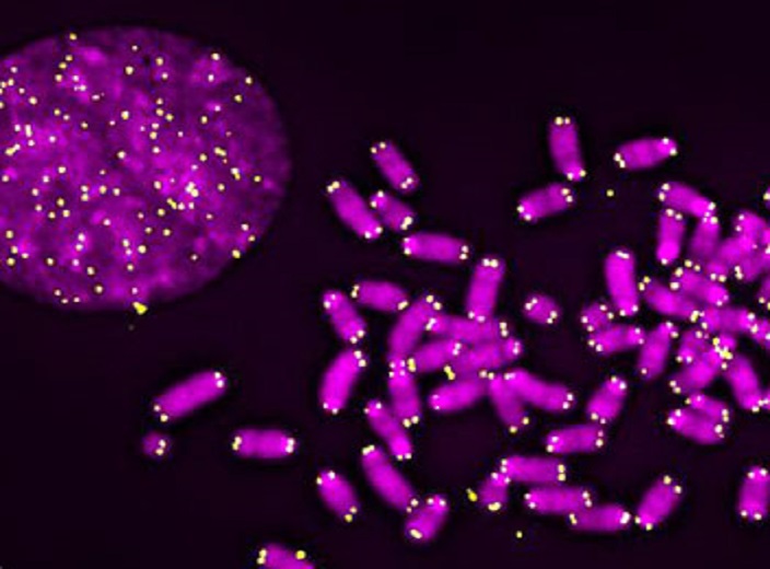 Centre for Chromosome Biology